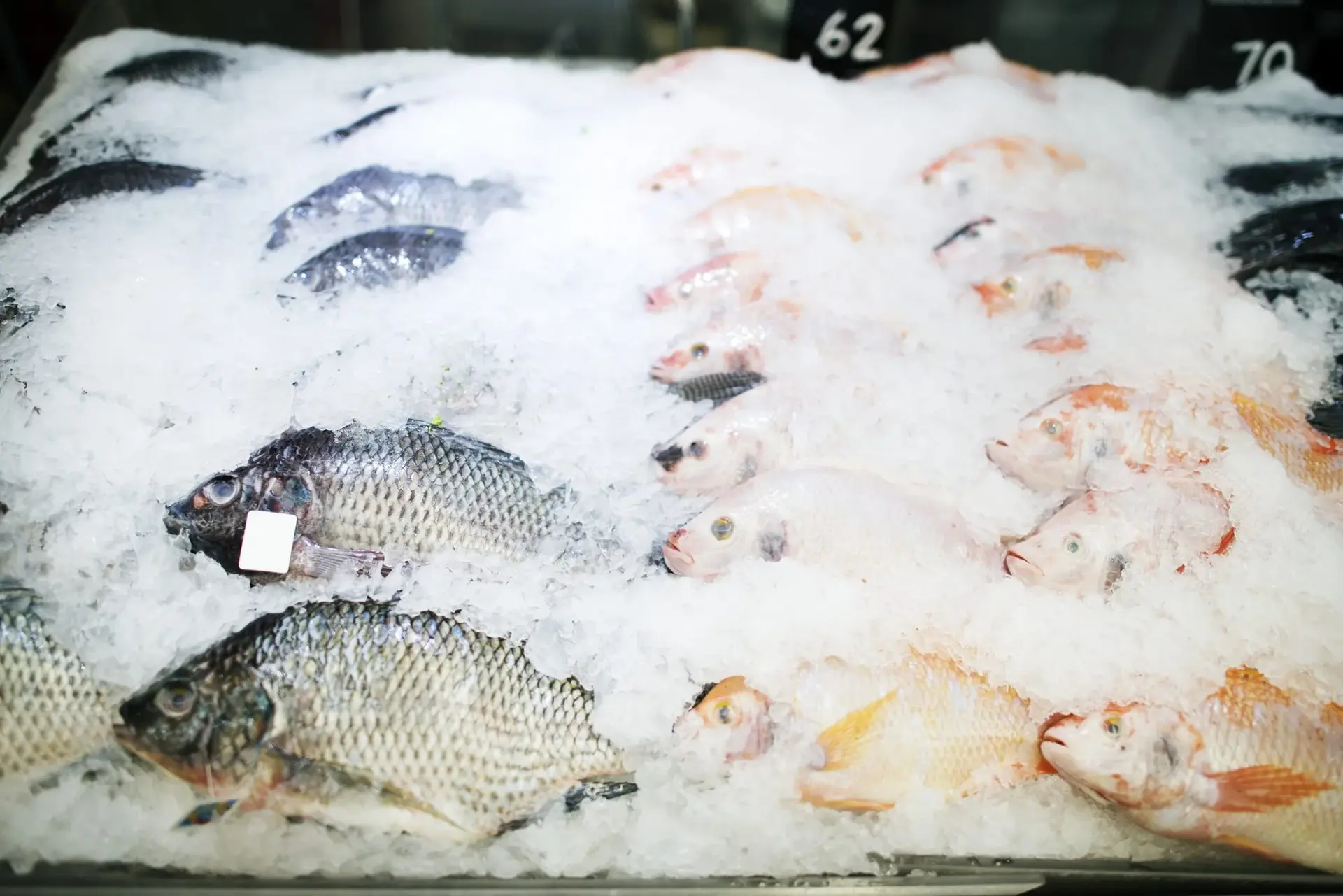 Pile of fresh whole fish ready for processing
