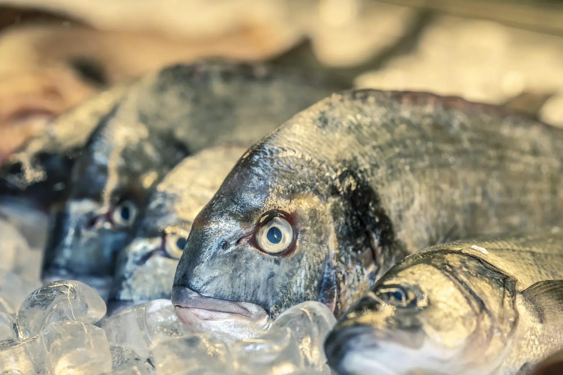 Fresh fish laid out on ice at a market