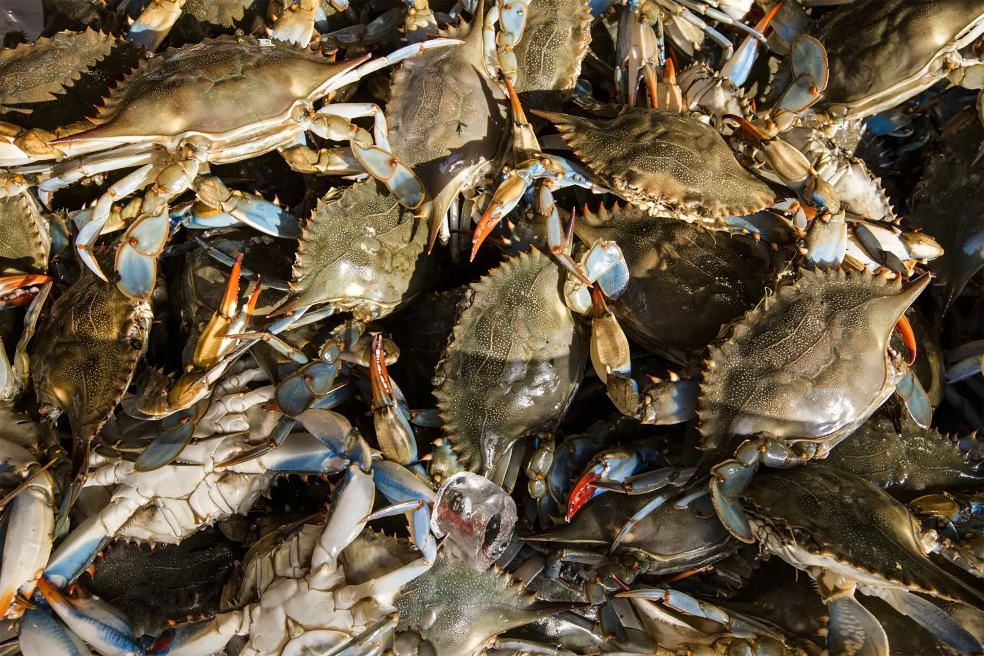 What Crab Processing Equipment Does a Plant Actually Need?
