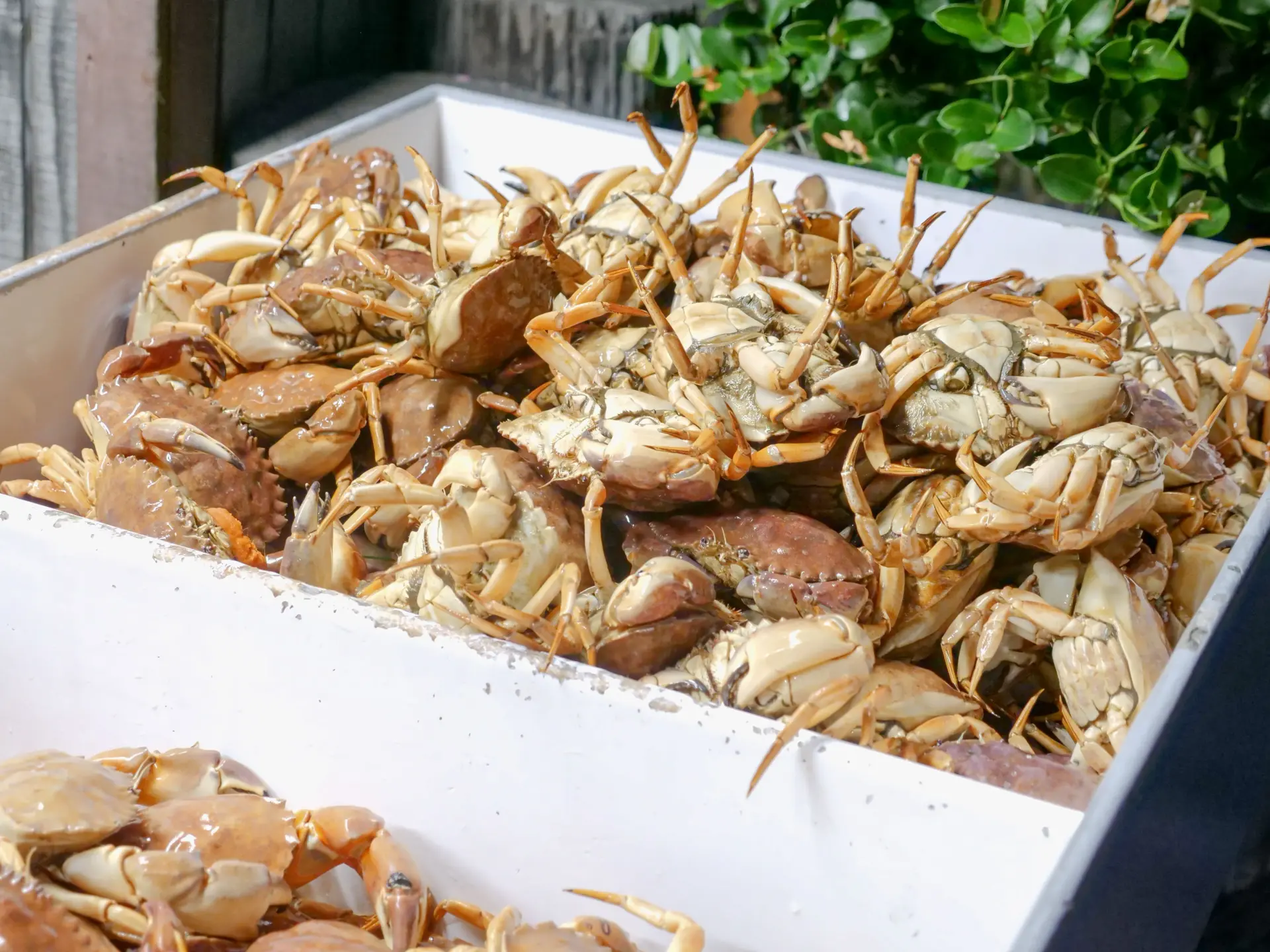 Crab and Shellfish Processing Equipment: What Buyers Should Know