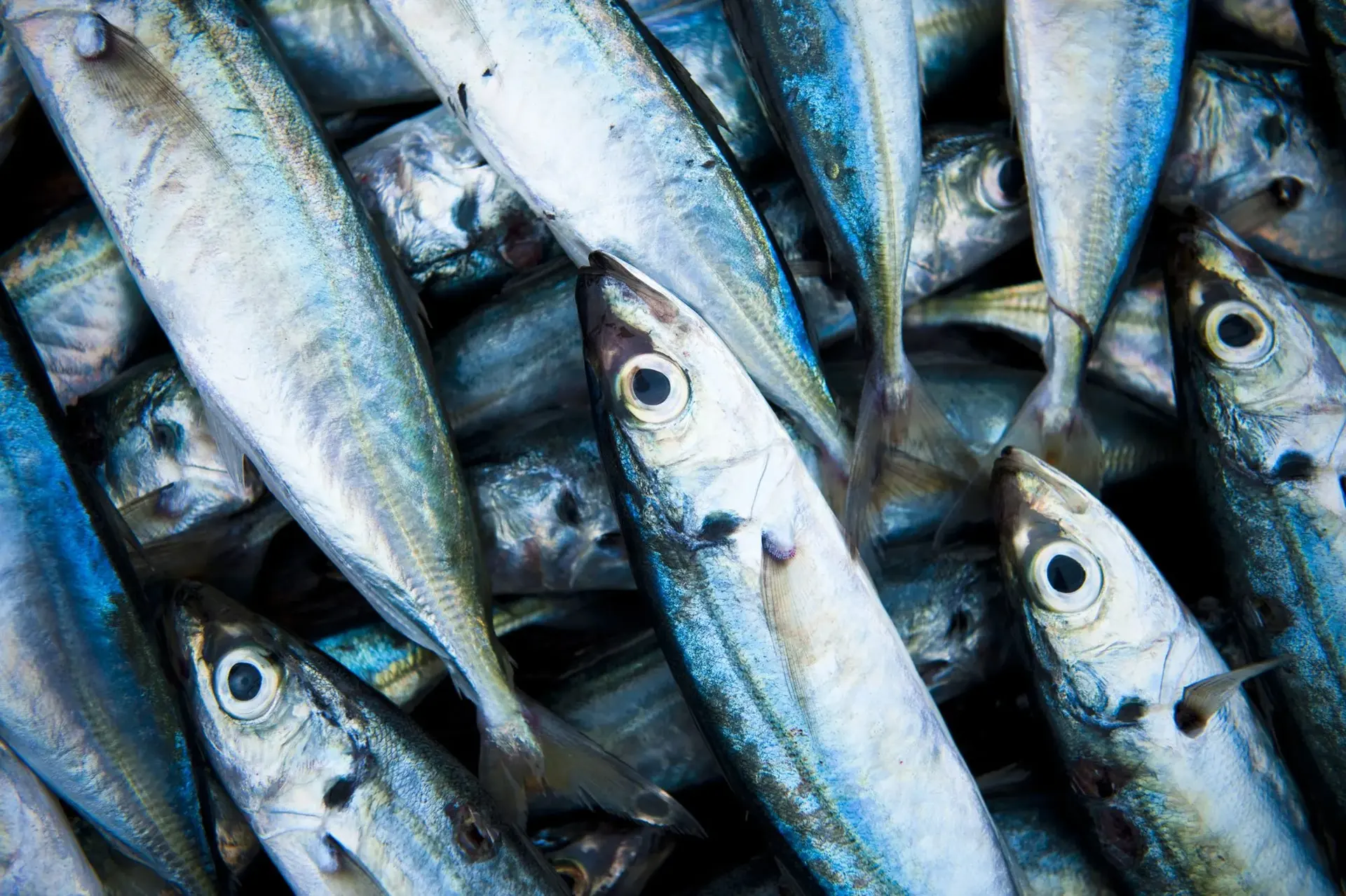 Close-up of freshly caught fish