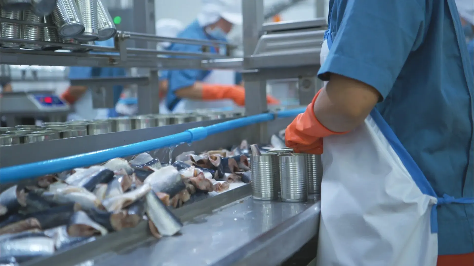 Fish Processing Equipment: What Every Seafood Facility Needs