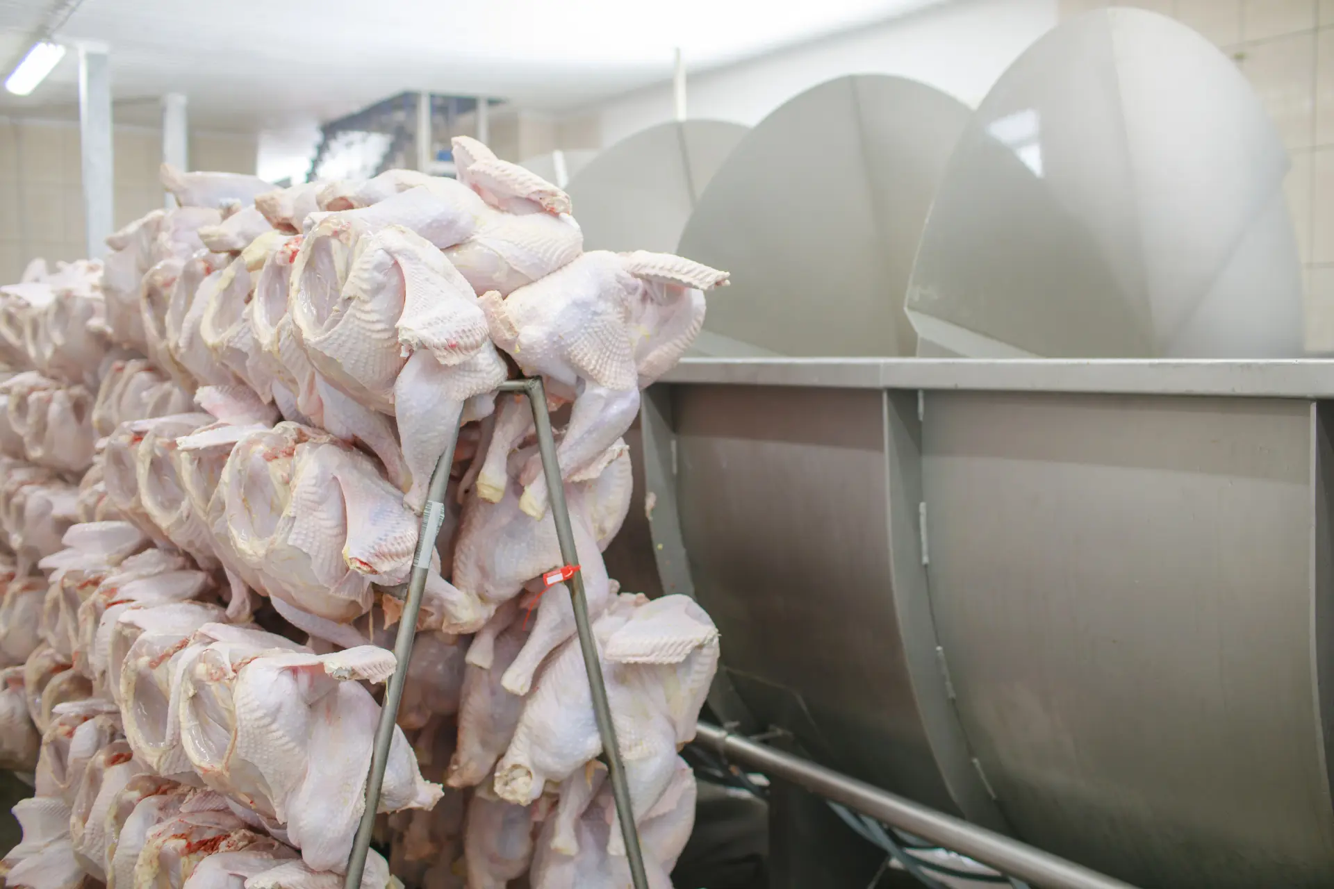 Plucked whole chickens stacked on a rack beside large stainless steel tanks in a poultry processing plant