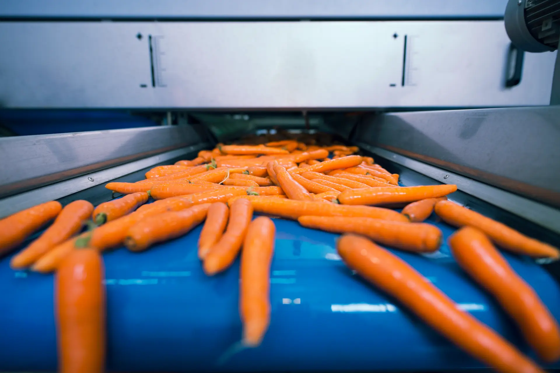 Industrial Food Dicers: Types and Buying Considerations for Processors