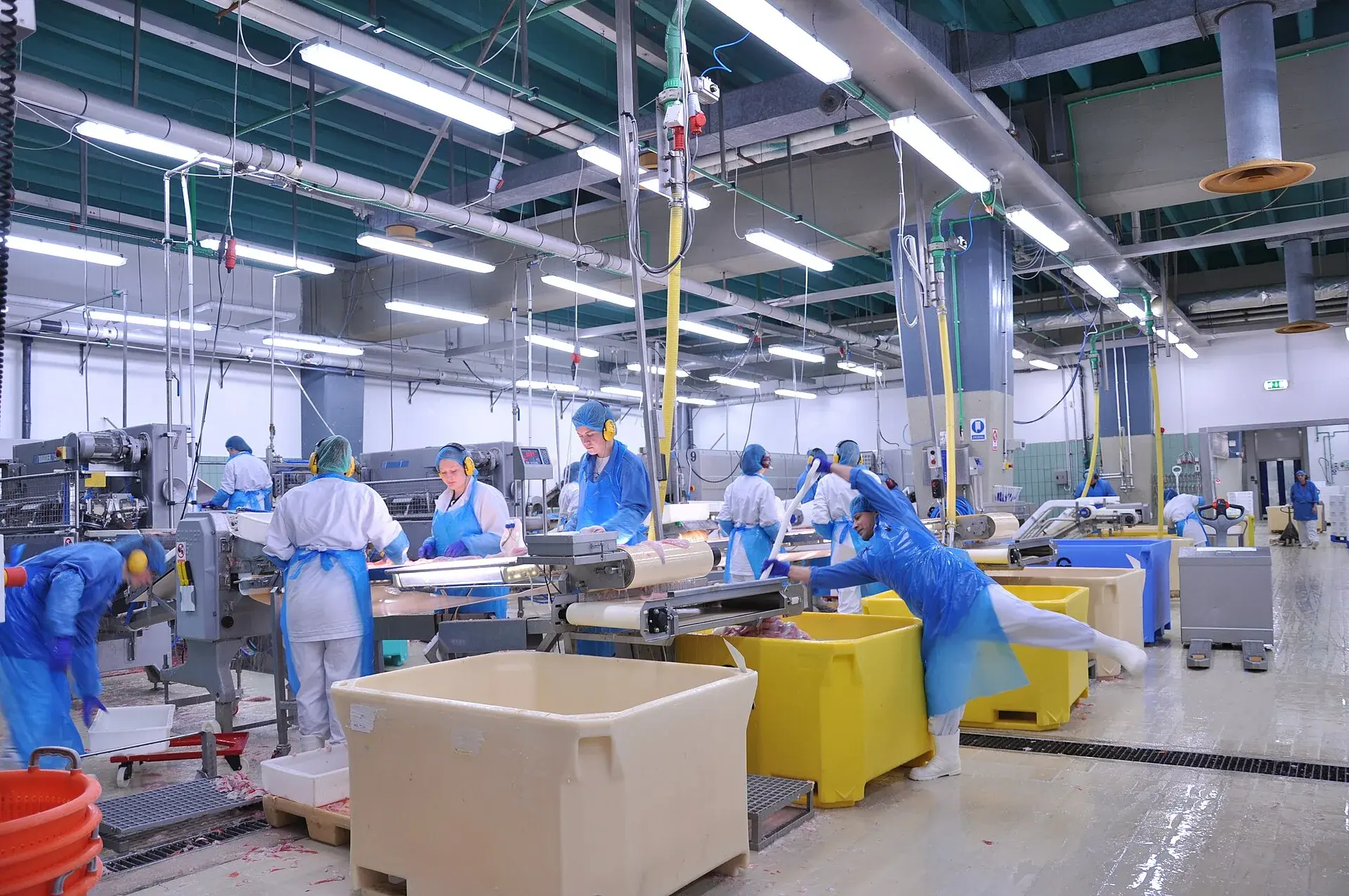 Building a Seafood Processing Line: Essential Equipment Checklist