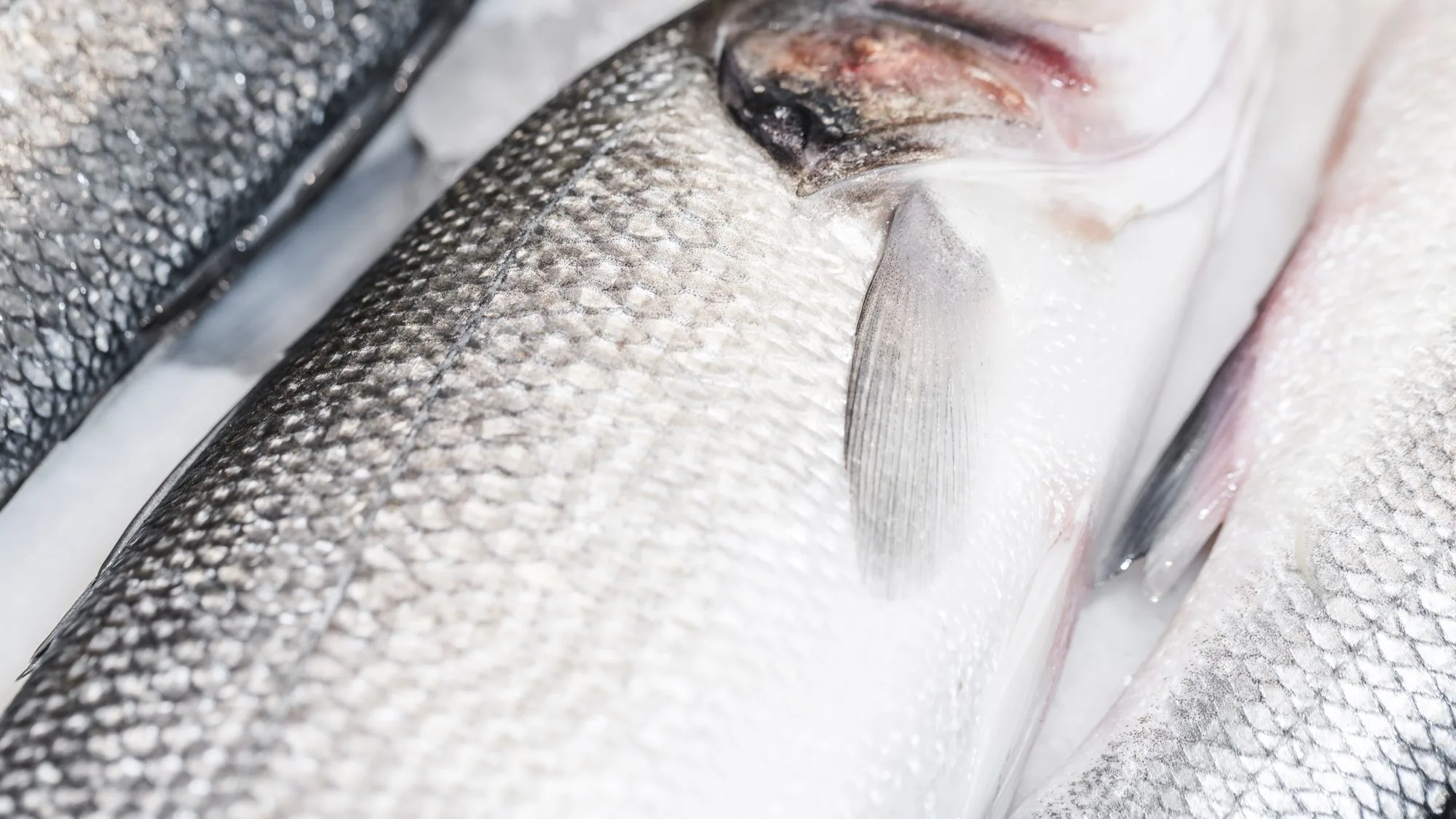 Close-up of fresh fish at a market