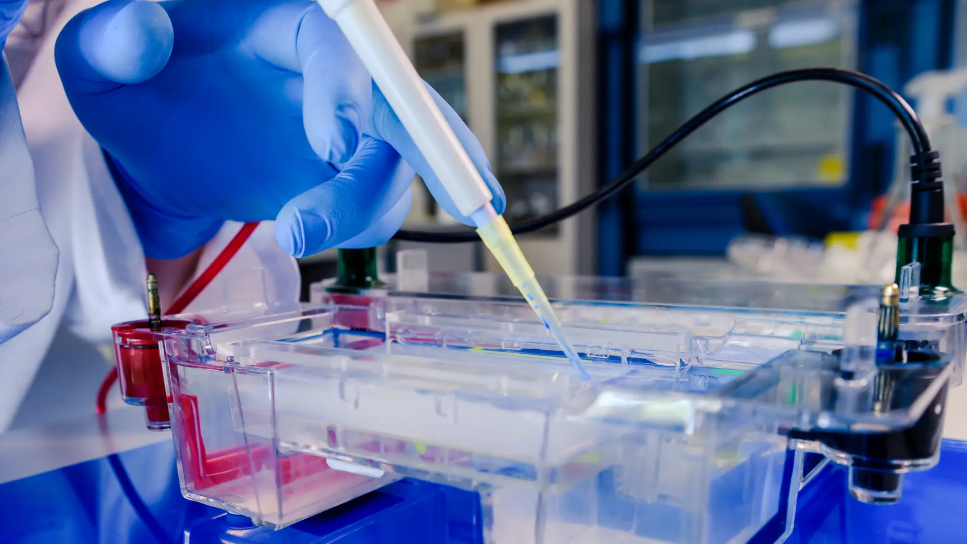Gloved hand pipetting a sample into a clear gel electrophoresis tank on a laboratory bench