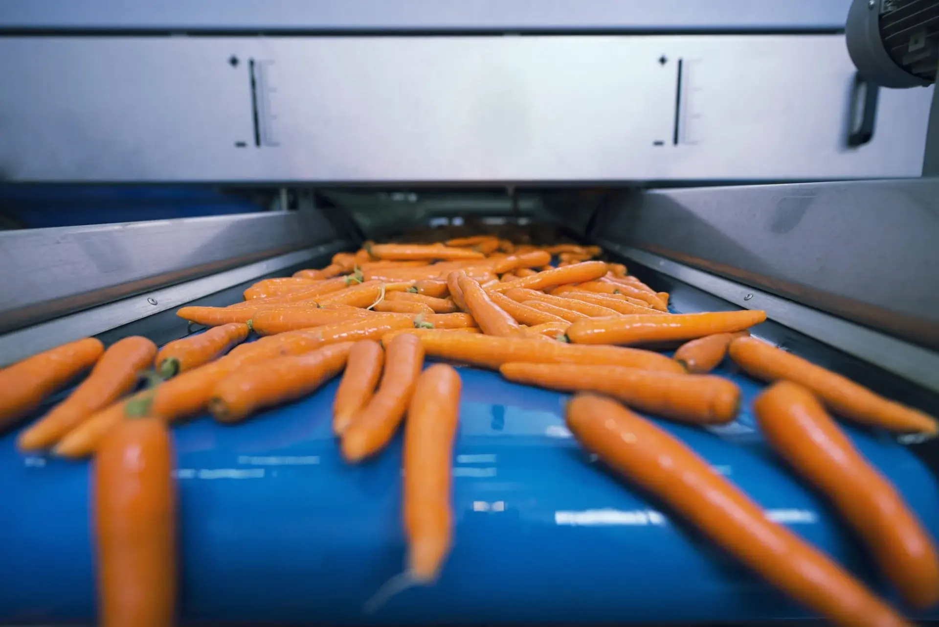 Conveyor belt moving produce through a food processing plant