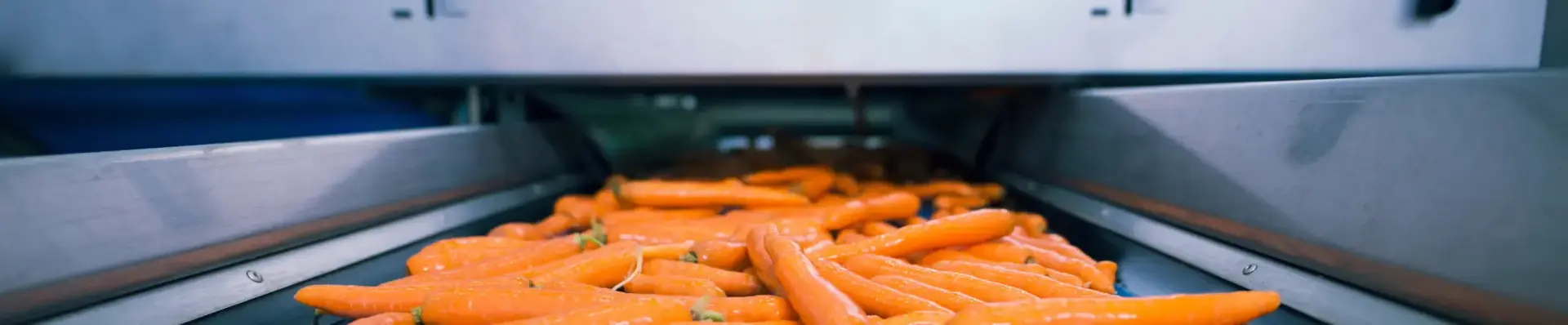 Fresh carrots on a conveyor passing through a stainless steel inspection tunnel on a food production line