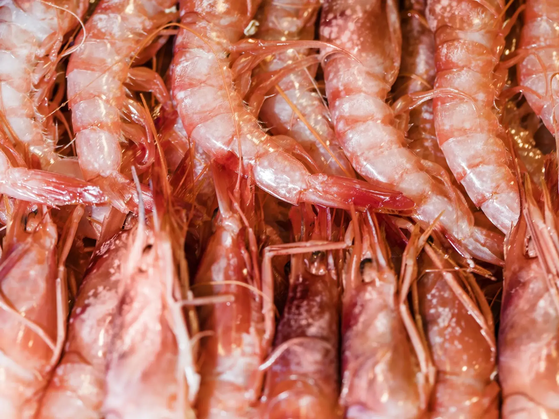 Fresh shrimp for sale at a market