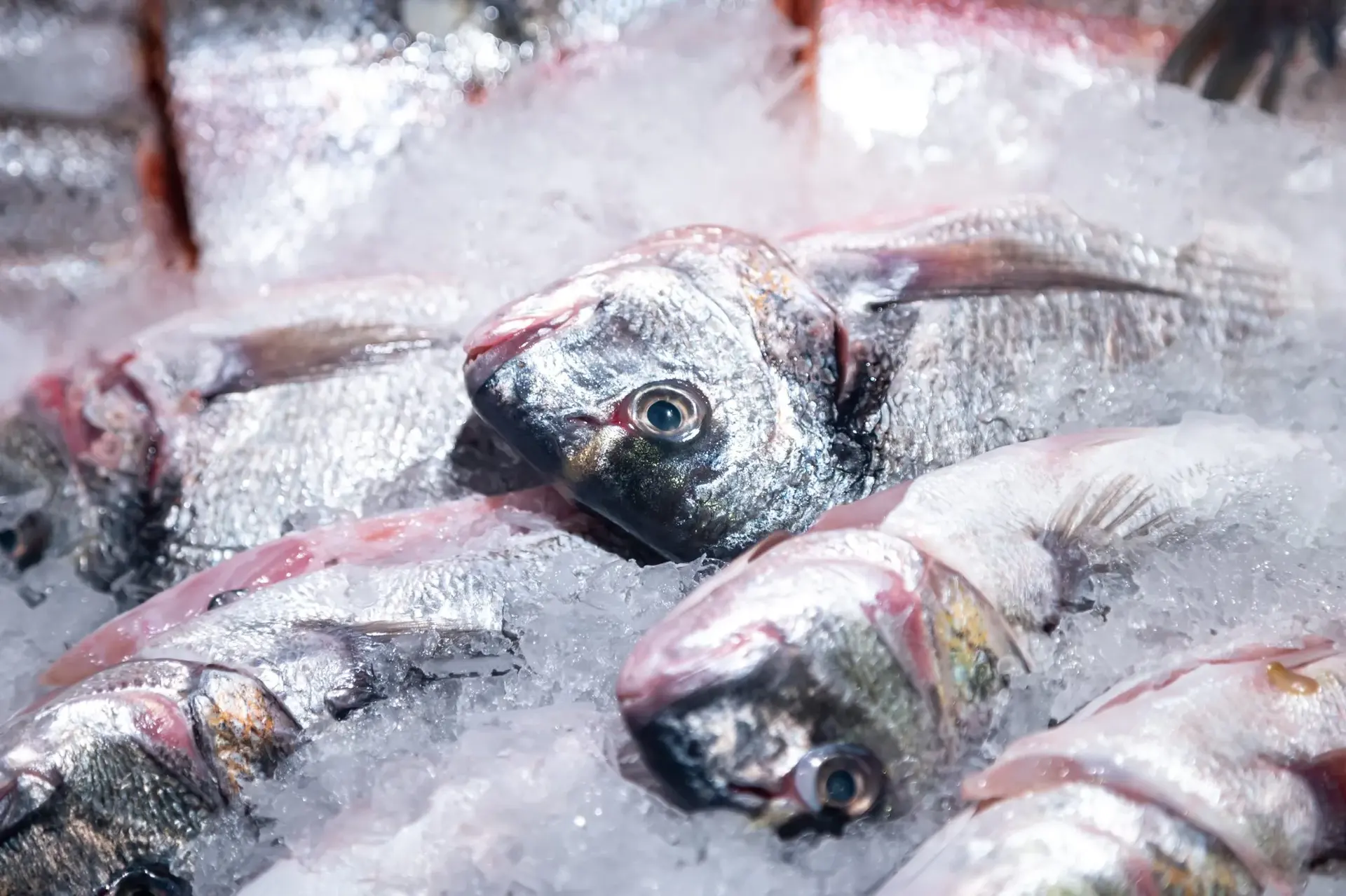 Chilled fish on display in a grocery store showcase