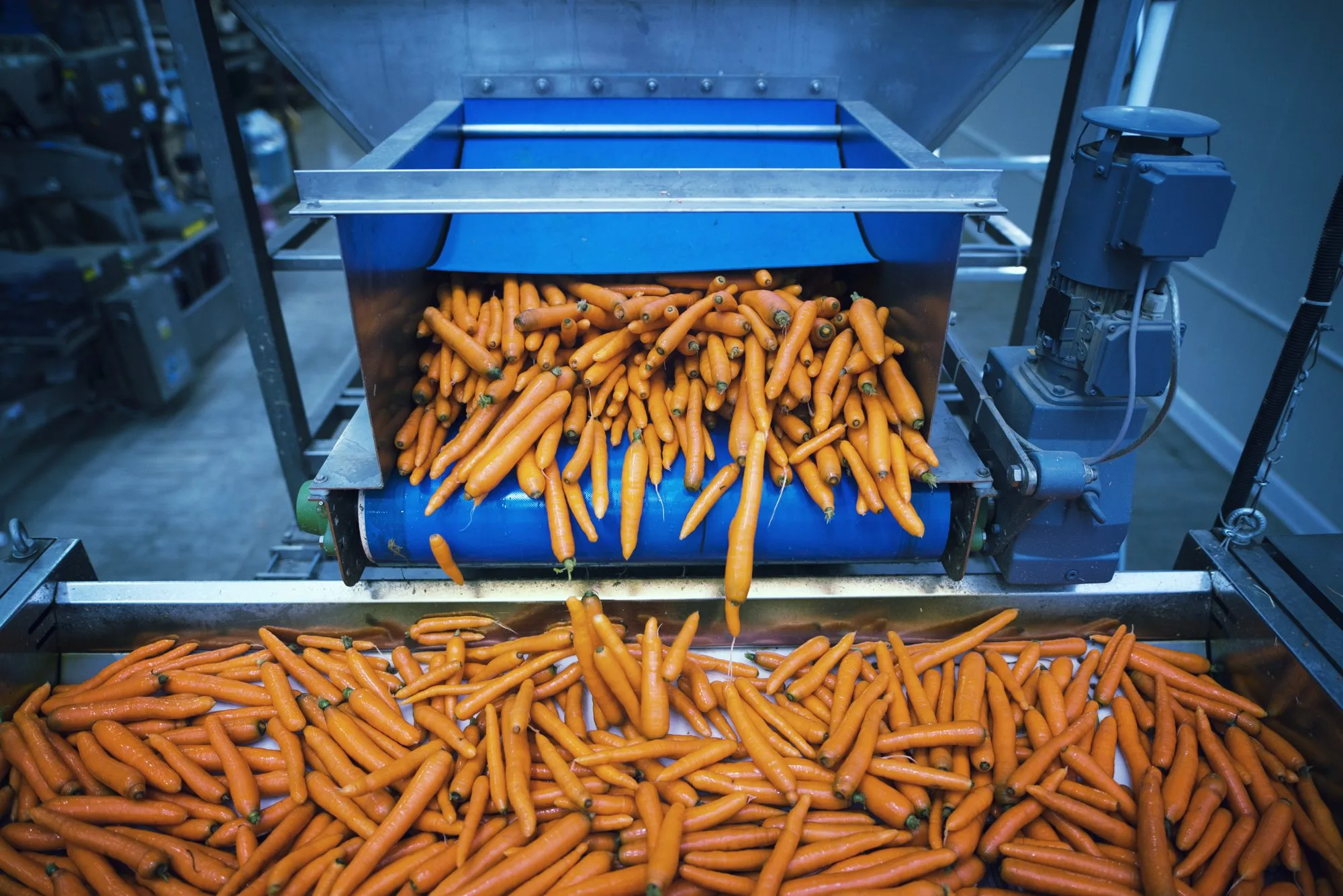 Carrots and vegetables being washed and sorted by an industrial machine